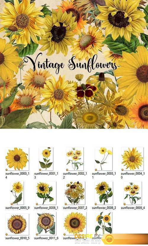Download Desirefx.com | Download Vintage Sunflowers Clipart 1544300