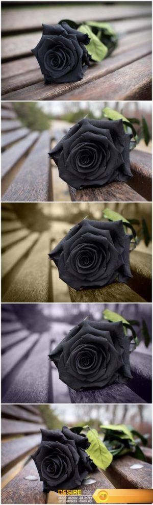 Rosa Negra – Set of 5xUHQ JPEG Professional Stock Images