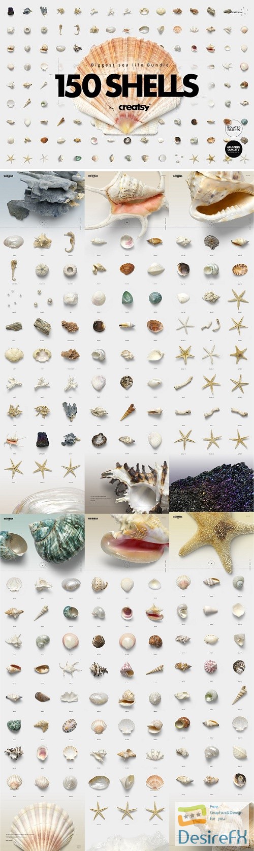 150 Shells Bundle (Isolated Objects) - 2350525