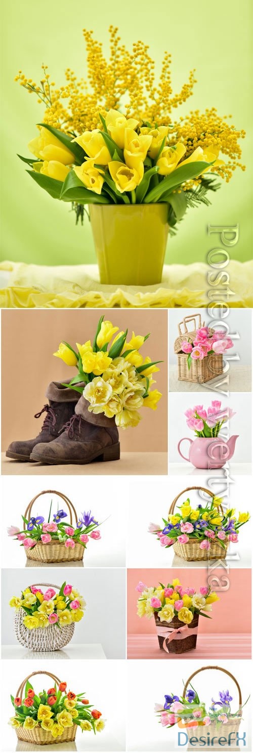 Tulips and mimosas in baskets stock photo