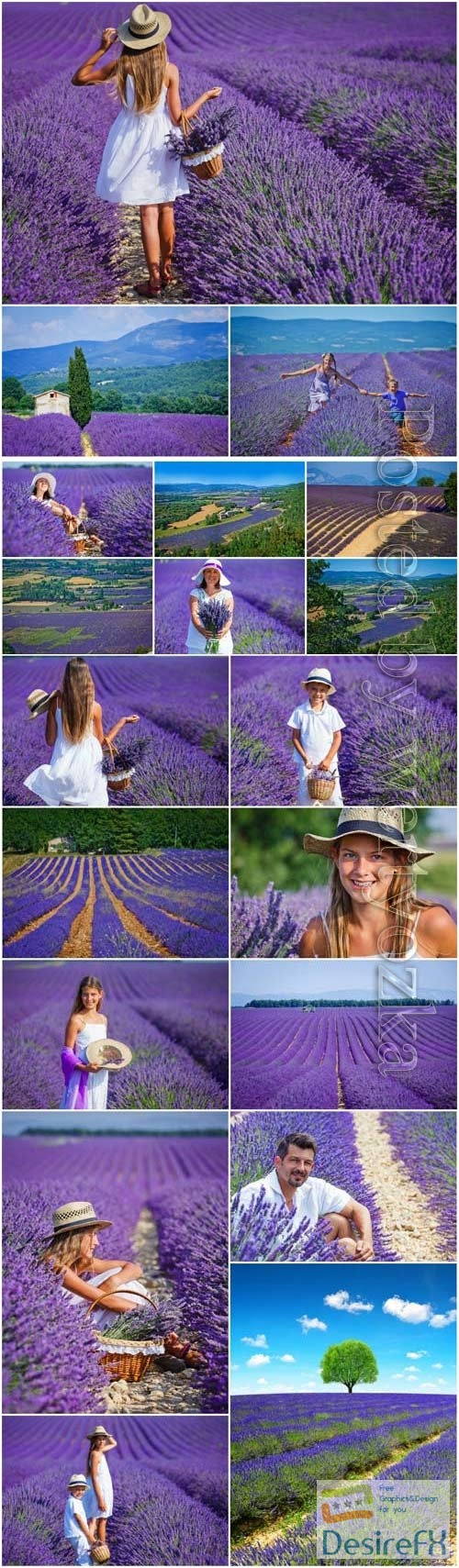 Wonderful fields with lavender, people and flowers stock photo