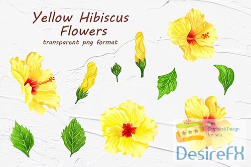 Yellow Hibiscus Flowers PNG