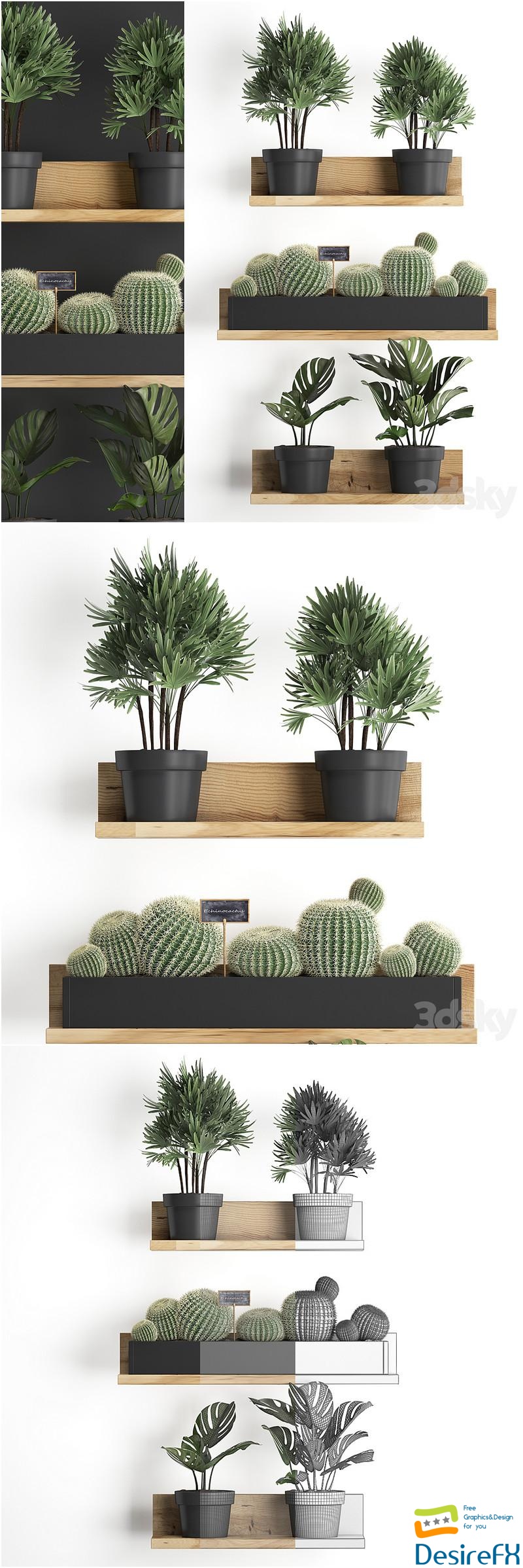 Collection of small plants vertical gardening wooden shelf with flowers in pots with Cactus, monstera, Raphis palm. Set 51. 3D Model