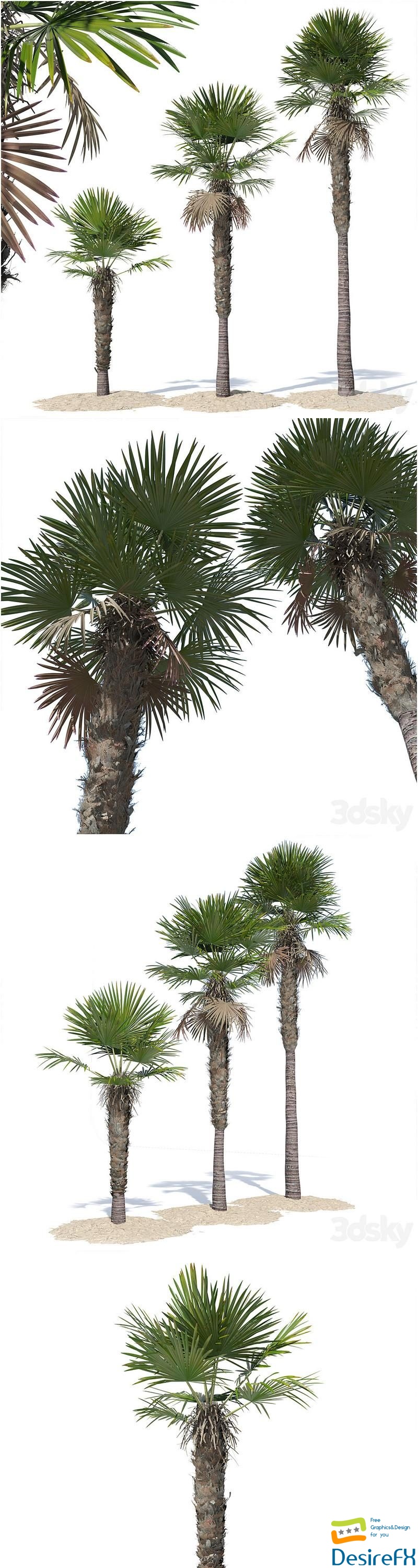 Trachycarpus fortunei palm tree 3D Model