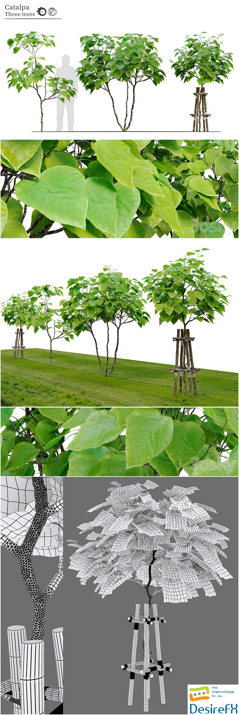 Catalpa tree 3D Model